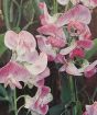 close up everlasting sweetpea flower