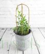 Everlasting sweetpea on arched canes