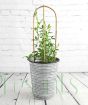 Everlasting sweetpea in vintage longtom