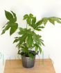 Fatsia Japonica
