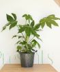 Fatsia Japonica