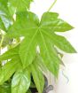 Fatsia Japonica