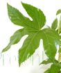Fatsia Japonica