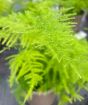Fern                     