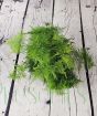 Asparagus Fern