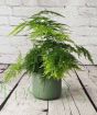 Asparagus Fern 