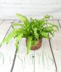 Birds nest fern in wooden pot