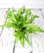 Bird's nest fern