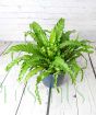 Birds Nest Fern