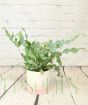 Blue star fern