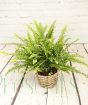 Boston Fern