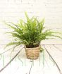 Boston Fern