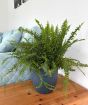 Fern                     