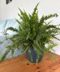 Fern                     