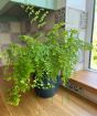 Fern                     