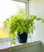 Fern                     