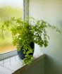 Fern                     