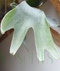 Staghorn Fern