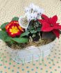 Festive indoor planter