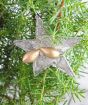 Festive star on Juniper
