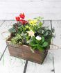 Festive outdoor planter