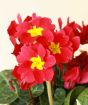 Red primula