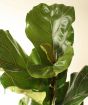 Fiddle leaf fig new foliage growth