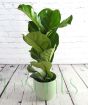Fiddle leaf fig 