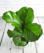 Fiddle leaf fig from above