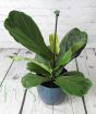 Glossy leaves fiddle leaf fig