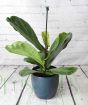 Fiddle Leaf Fig