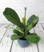 Fiddle leaf fig, Dec 24