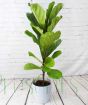 Fiddle Leaf Fig