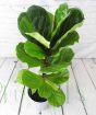 Fiddle Leaf Fig