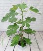 Fig Tree 