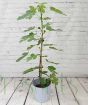 Fig Tree                 