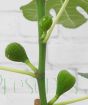 Fig Tree new fruits