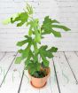 Little Miss Figgy Fig Tree
