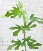 Little Miss Figgy Fig Tree