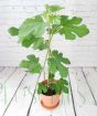 Young fig tree July 2025