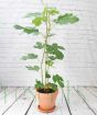 Young fig tree July 2025