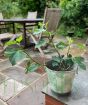 Fig Tree on Patio 