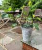 Fig Tree                 