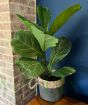 Fiddle leaf fig