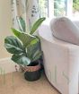 Fiddle Leaf Fig