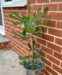 Little Miss Figgy Fig Tree