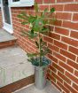 Little Miss Figgy Fig Tree