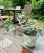 Fig tree 2025