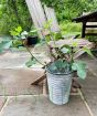 Fig Tree                 