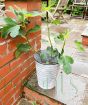 Fig Tree                 